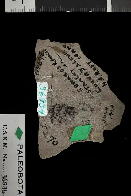 Dokumentasi USNM P36934 dengan identifikasi pada sumber Betula nanoides. Isi dan label gambar dipertahankan.