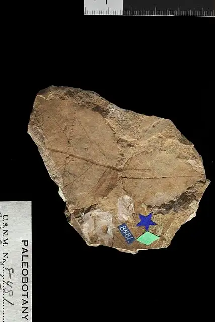 Dokumentasi USNM P8481 dengan identifikasi pada sumber Betula heteromorpha. Isi dan label gambar dipertahankan.