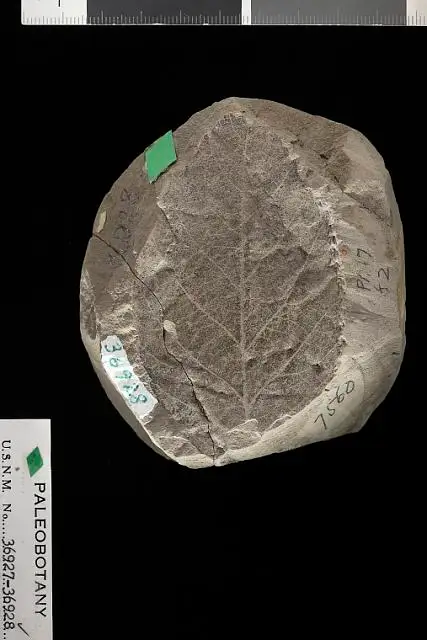 Dokumentasi USNM P36928 dengan identifikasi pada sumber Betula largei. Isi dan label gambar dipertahankan.