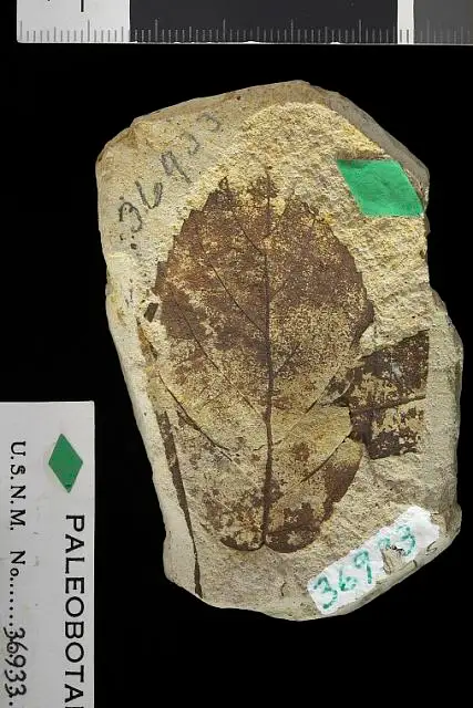 Dokumentasi USNM P36933 dengan identifikasi pada sumber Betula bryani. Isi dan label gambar dipertahankan.