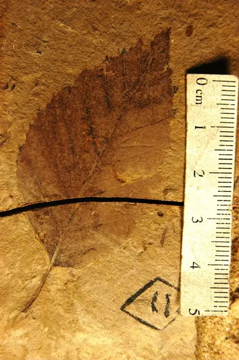 Dokumentasi YPM PB 029041.A dengan identifikasi pada sumber Betula thor. Isi dan label gambar dipertahankan.