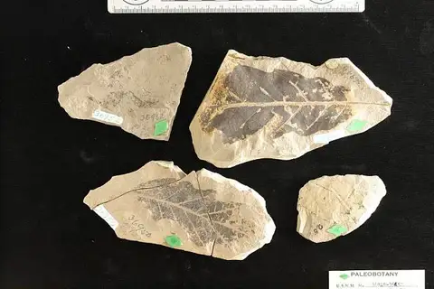 Dokumentasi USNM P36951 dengan identifikasi pada sumber Quercus cognatus. Isi dan label gambar dipertahankan.