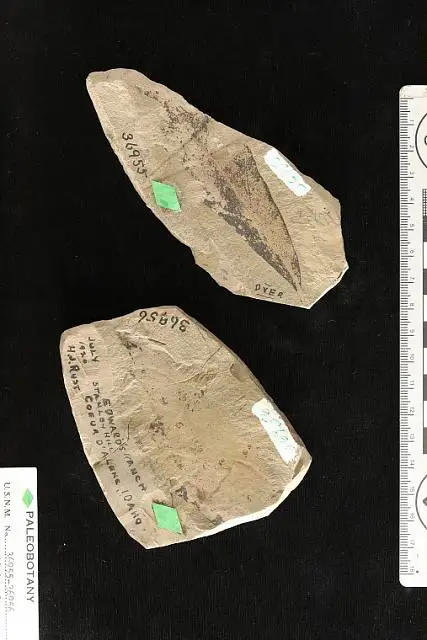 Dokumentasi USNM P36955 dengan identifikasi pada sumber Quercus rustii. Isi dan label gambar dipertahankan.