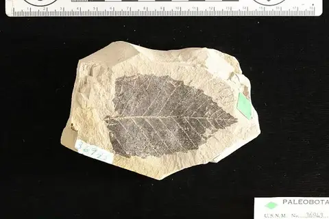 Dokumentasi USNM P36943 dengan identifikasi pada sumber Quercus spokanensis. Isi dan label gambar dipertahankan.