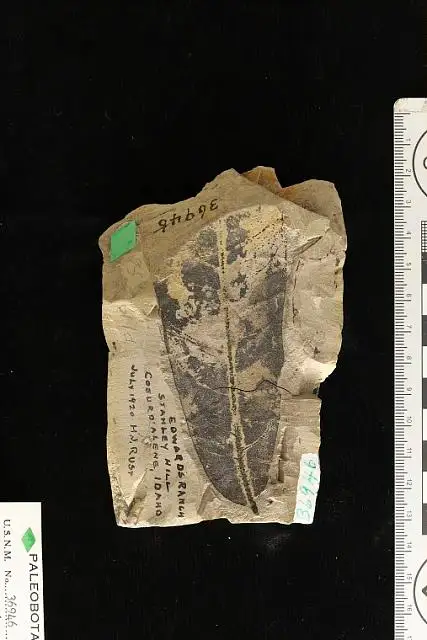 Dokumentasi USNM P36946 dengan identifikasi pada sumber Quercus praenigra. Isi dan label gambar dipertahankan.