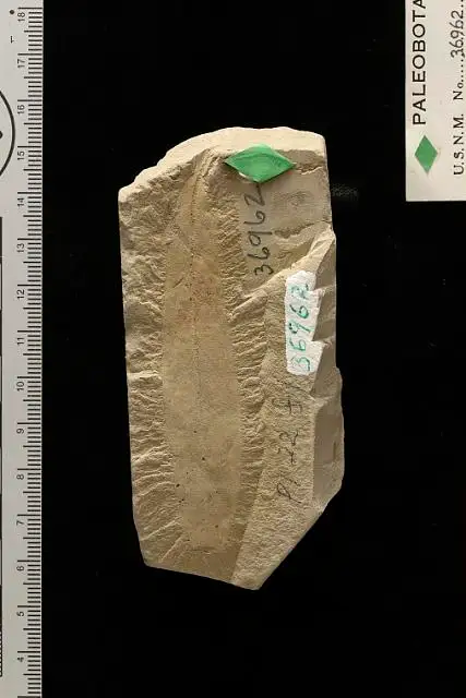 Dokumentasi USNM P36962 dengan identifikasi pada sumber Quercus chaneyi. Isi dan label gambar dipertahankan.