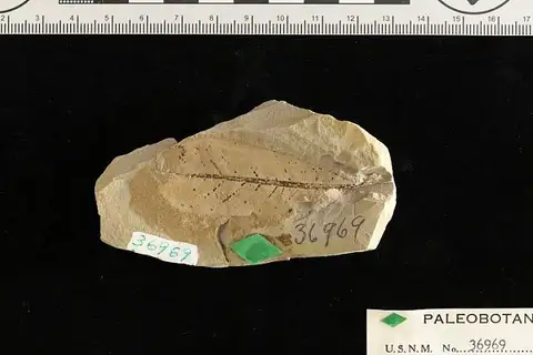 Dokumentasi USNM P36969 dengan identifikasi pada sumber Quercus obtusa. Isi dan label gambar dipertahankan.