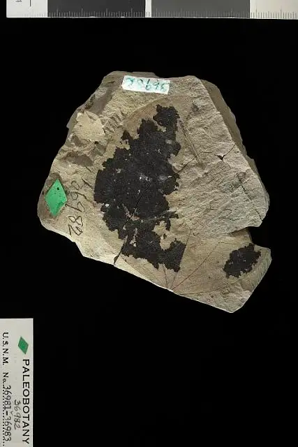 Dokumentasi USNM P36982 dengan identifikasi pada sumber Ficus washingtonensis. Isi dan label gambar dipertahankan.