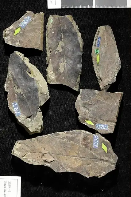 Dokumentasi USNM P7584 dengan identifikasi pada sumber Laurus similis. Isi dan label gambar dipertahankan.