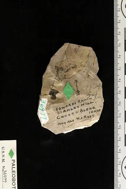 Dokumentasi USNM P36977 dengan identifikasi pada sumber Prunus rustii. Isi dan label gambar dipertahankan.