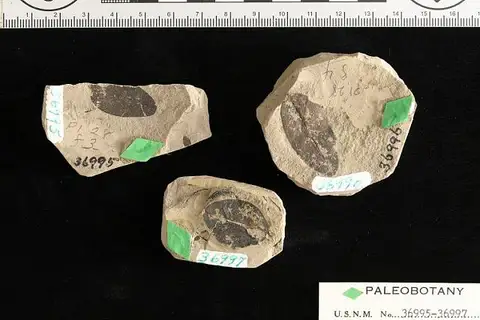 Dokumentasi USNM P36995 dengan identifikasi pada sumber Sophora alexanderi. Isi dan label gambar dipertahankan.