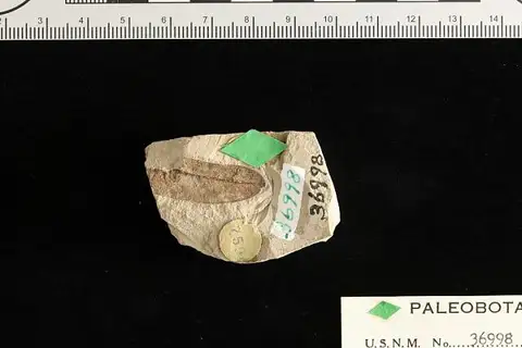 Dokumentasi USNM P36998 dengan identifikasi pada sumber Sophora spokanensis. Isi dan label gambar dipertahankan.