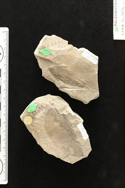 Dokumentasi USNM P36994 dengan identifikasi pada sumber Celastrus fernquisti. Isi dan label gambar dipertahankan.