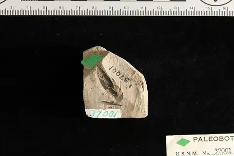Dokumentasi USNM P37001 dengan identifikasi pada sumber Vaccinium salicoides. Isi dan label gambar dipertahankan.