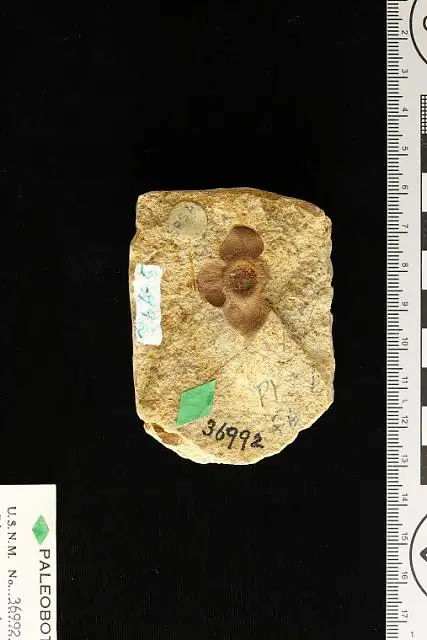 Dokumentasi USNM P36992 dengan identifikasi pada sumber Diospyros andersonae. Isi dan label gambar dipertahankan.