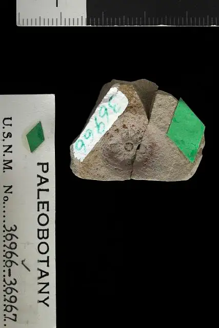 Dokumentasi USNM P36966 dengan identifikasi pada sumber Diospyros microcalyx. Isi dan label gambar dipertahankan.