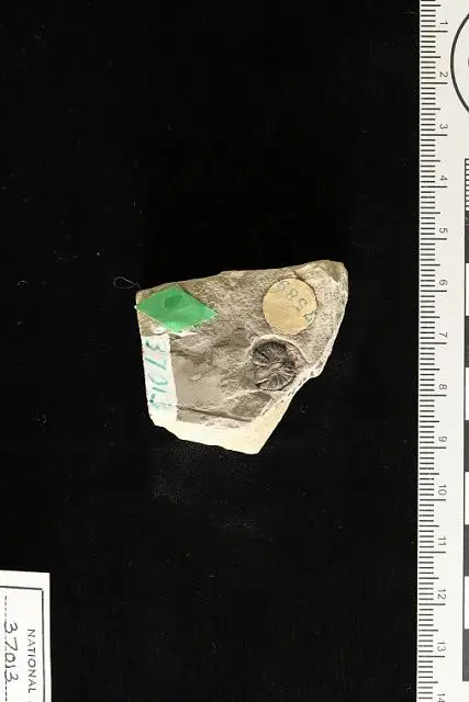Dokumentasi USNM P37013 dengan identifikasi pada sumber Malva hesperia. Isi dan label gambar dipertahankan.