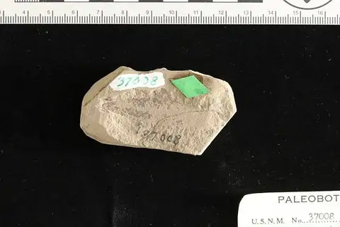 Dokumentasi USNM P37008 dengan identifikasi pada sumber Phyllites crustacea. Isi dan label gambar dipertahankan.