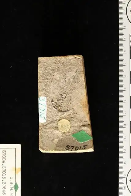 Dokumentasi USNM P37015 dengan identifikasi pada sumber Phyllites pardeei. Isi dan label gambar dipertahankan. Foto bersama; identifikasi material mengikuti asosiasi katalog.