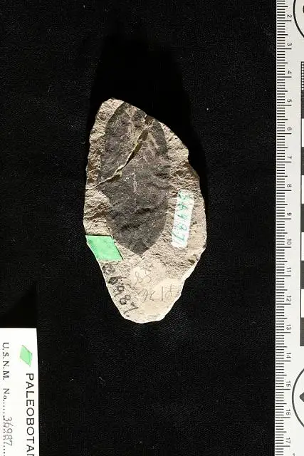Dokumentasi USNM P36987 dengan identifikasi pada sumber Phyllites sophoroides. Isi dan label gambar dipertahankan.