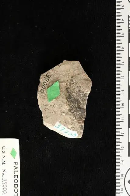 Dokumentasi USNM P37000 dengan identifikasi pada sumber Phyllites relatus. Isi dan label gambar dipertahankan.