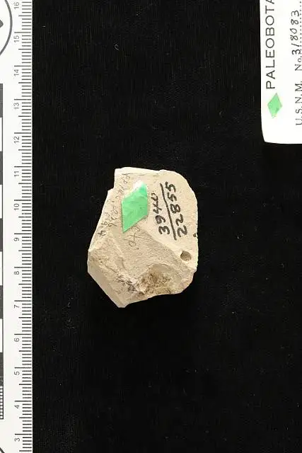 Dokumentasi USNM PAL318083 dengan identifikasi pada sumber Carpites menthoides. Isi dan label gambar dipertahankan.