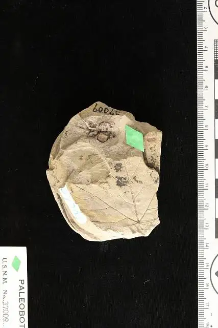 Dokumentasi USNM P37009 dengan identifikasi pada sumber Carpites boraginoides. Isi dan label gambar dipertahankan.