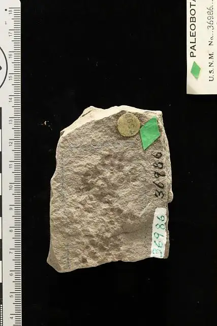 Dokumentasi USNM P36986 dengan identifikasi pada sumber Carpites polygonoides. Isi dan label gambar dipertahankan.