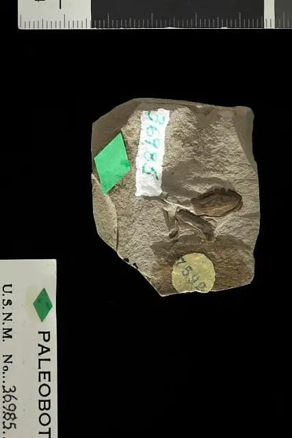 Dokumentasi USNM P36985 dengan identifikasi pada sumber Carpites spokanensis. Isi dan label gambar dipertahankan.