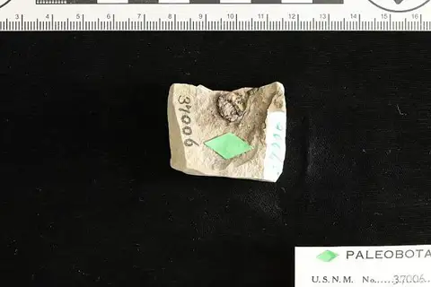 Dokumentasi USNM P37006 dengan identifikasi pada sumber Carpites ginkgoides. Isi dan label gambar dipertahankan.