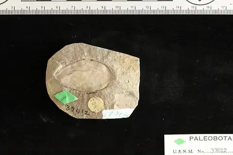 Dokumentasi USNM P37012 dengan identifikasi pada sumber Carpites magnifica. Isi dan label gambar dipertahankan.