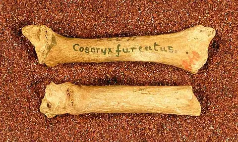 Dokumentasi USNM V148 dengan identifikasi pada sumber Cosoryx furcatus. Isi dan label gambar dipertahankan.