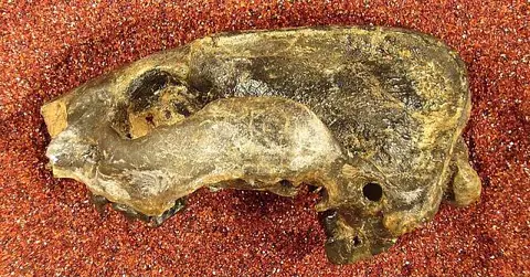 Dokumentasi USNM V13801 dengan identifikasi pada sumber Craterogale simus. Isi dan label gambar dipertahankan.