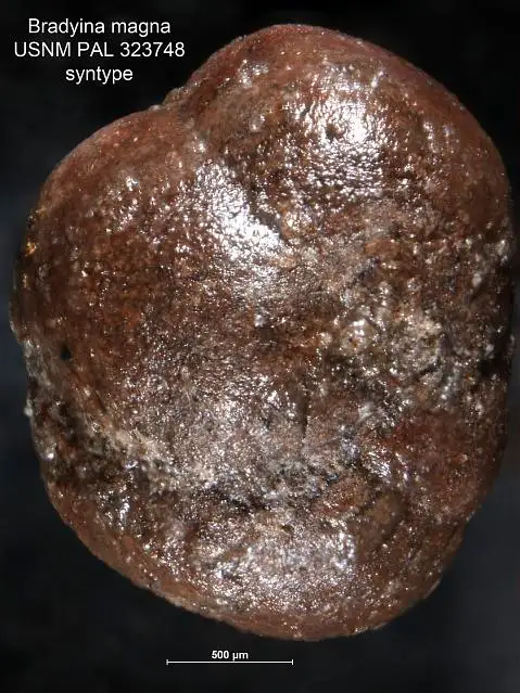 Dokumentasi USNM PAL323748 dengan identifikasi pada sumber Bradyina magna. Isi dan label gambar dipertahankan.