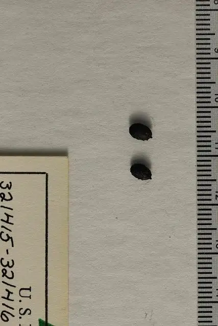 Dokumentasi USNM PAL321416 dengan identifikasi pada sumber Ceratophyllum demersum. Isi dan label gambar dipertahankan.