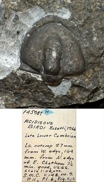 Dokumentasi USNM PAL145987 dengan identifikasi pada sumber Acidiscus birdi. Isi dan label gambar dipertahankan.