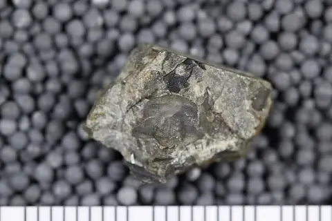 Dokumentasi USNM PAL116070 dengan identifikasi pada sumber Onchocephalus thia. Isi dan label gambar dipertahankan.