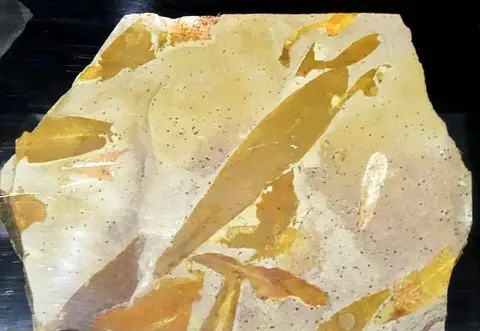 Dokumentasi USNM PAL457065 dengan identifikasi pada sumber Glossopteris angustifolia. Isi dan label gambar dipertahankan.
