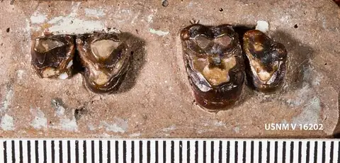 Dokumentasi USNM V16202 dengan identifikasi pada sumber Desmatoclaenus hermaeus. Isi dan label gambar dipertahankan.