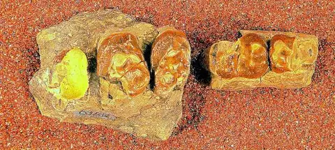 Dokumentasi USNM V6160 dengan identifikasi pada sumber Deuterogonodon montanus. Isi dan label gambar dipertahankan.