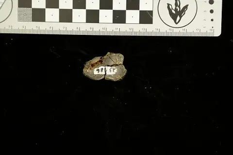 Dokumentasi USNM V23186 dengan identifikasi pada sumber Menoceras barbouri. Isi dan label gambar dipertahankan.