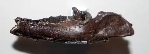Dokumentasi USNM PAL560296 dengan identifikasi pada sumber Didelphodon vorax. Isi dan label gambar dipertahankan.