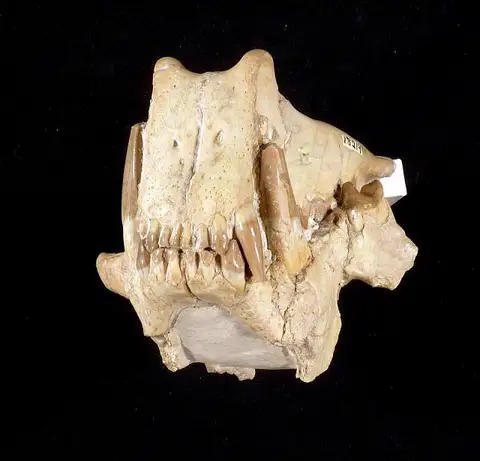 Dokumentasi USNM V18219 dengan identifikasi pada sumber Dinictis felina. Isi dan label gambar dipertahankan.