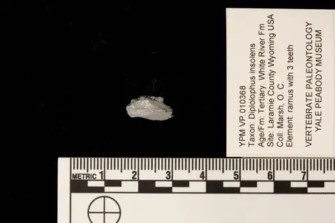 Dokumentasi YPM VP 010368 dengan identifikasi pada sumber Diplolophus insolens. Isi dan label gambar dipertahankan.