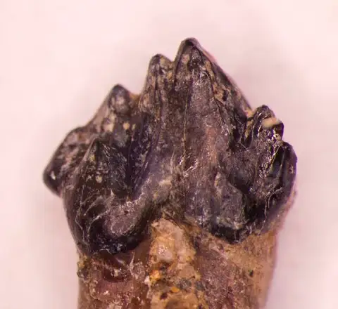 Dokumentasi USNM V2141 dengan identifikasi pada sumber Oracodon conulus. Isi dan label gambar dipertahankan.