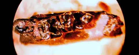 Dokumentasi USNM V16180 dengan identifikasi pada sumber Dracontolestes aphantus. Isi dan label gambar dipertahankan.