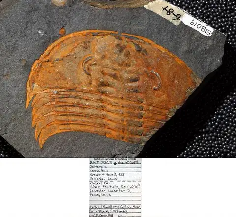 Dokumentasi USNM PAL518019 dengan identifikasi pada sumber Salterella acervulosa. Isi dan label gambar dipertahankan.