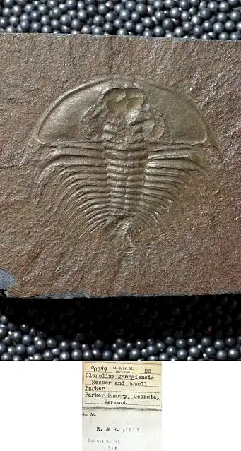 Dokumentasi USNM PAL90799 dengan identifikasi pada sumber Olenellus georgiensis. Isi dan label gambar dipertahankan.