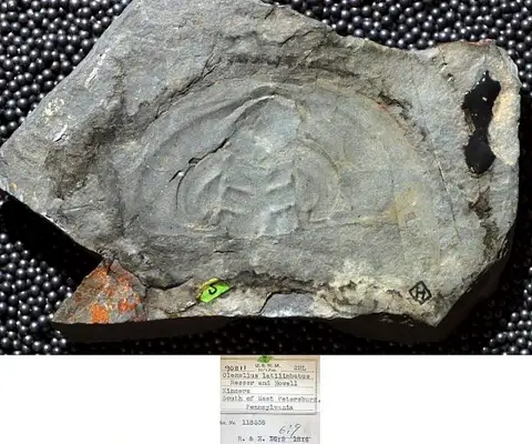 Dokumentasi USNM PAL90811 dengan identifikasi pada sumber Olenellus latilimbatus. Isi dan label gambar dipertahankan.