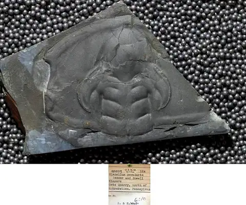 Dokumentasi USNM PAL90809 dengan identifikasi pada sumber Olenellus peculiaris. Isi dan label gambar dipertahankan.